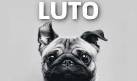 Imagem de Imagem de Luto Por Cachorro Raça Pug