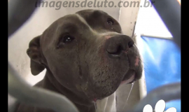 Imagem de Imagem de Luto contra a crueldade com animais – Pitbull Chorando