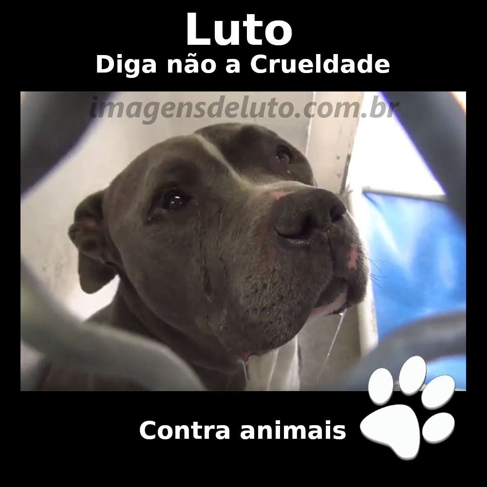 Imagem de Luto contra a crueldade com animais – Pitbull Chorando